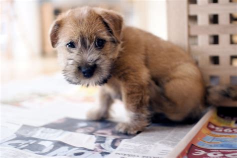 Norfolk Terrier - Puppies, Rescue, Pictures, Information, Temperament, Characteristics | Animals ...