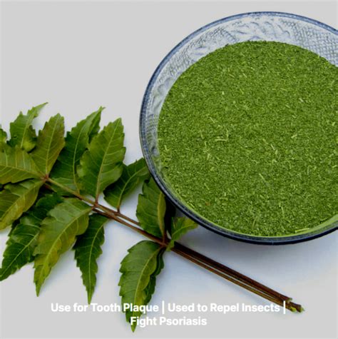 Neem Leaves Powder - Pudhaiyal