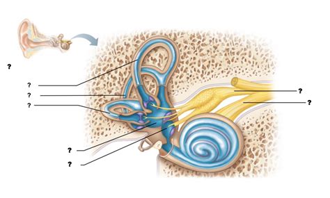 Vestibular System Diagram | Quizlet