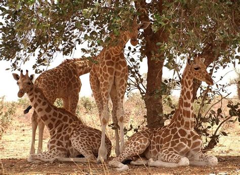 15 besten Burkina Faso Bilder auf Pinterest | Abenteurer, Afrika und Bücher