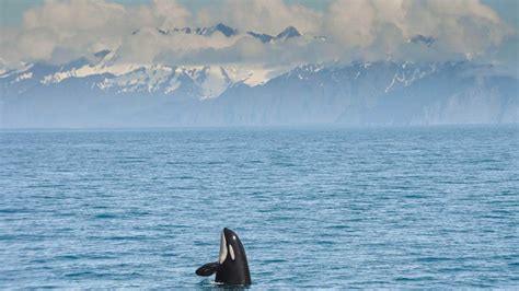 Wildlife & History from the Kenai Peninsula to Kodiak | Travel Alaska