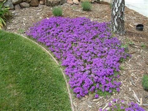 Verbena peruviana 'Homestead Purple'