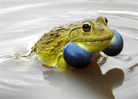 Indian Bullfrog l Awesome Amphibian - Our Breathing Planet