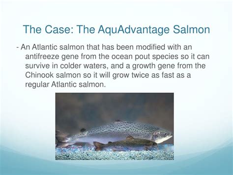 PPT - Genetically Modified Salmon PowerPoint Presentation, free download - ID:1989352