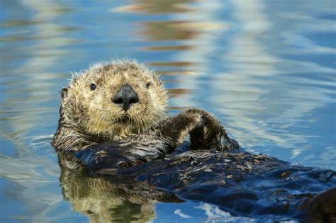 Watching wildlife along California's coast - Lonely Planet