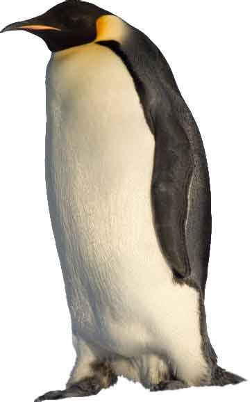 Penguins: (Information + Habitat + Facts) - Science4Fun