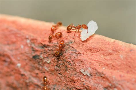 Fire ant venom might contain treatment for psoriasis