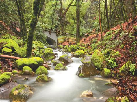 Uvas Canyon County Park Image | County park, Parks and recreation ...