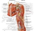 anatomy arm nerves | Anatomy System - Human Body Anatomy diagram and chart images