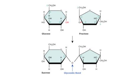 Glycosidic Bond Alpha Beta