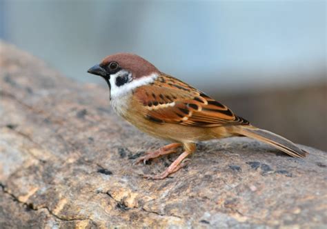 20 Types of Sparrows Around the World: Field Guide, Photos + Fun Facts