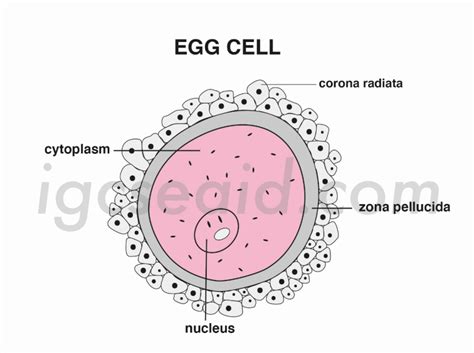 Egg Cell Structure And Function