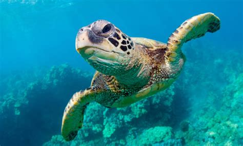 Endangered Sea Turtles Show a Comeback in the Pacific Over the Past 13 Years | twib.news