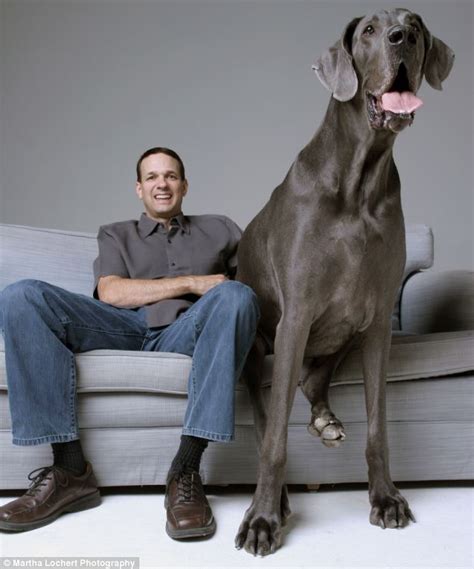 Giant George is the World's Biggest Dog Great Dane - World Information Zone