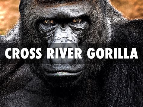 Cross River Gorilla by Hunter Wyatt