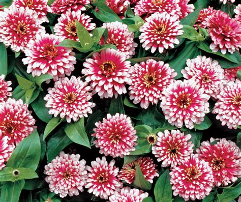 23 Best Zinnia Varieties You Should Grow in Your Garden