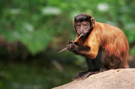 Brown Capuchin Looks Photograph by Tim Chong - Fine Art America