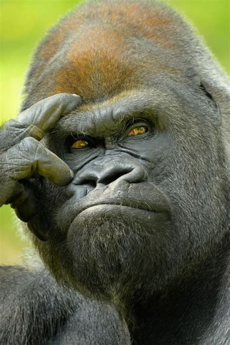 Funny Animal Pictures Gorilla - img-Abiel