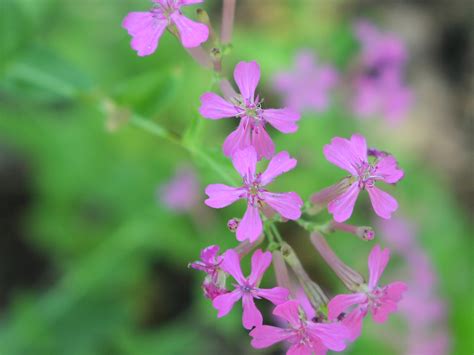 Wildflower: Wild Pink (Silene caroliniana), Ghost Town Trail