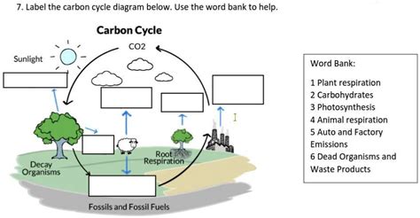 Blank Carbon Cycle Diagram