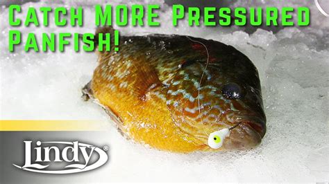 How to Use Tungsten Ice Fishing Jigs for Pressured Panfish - Lindy ...