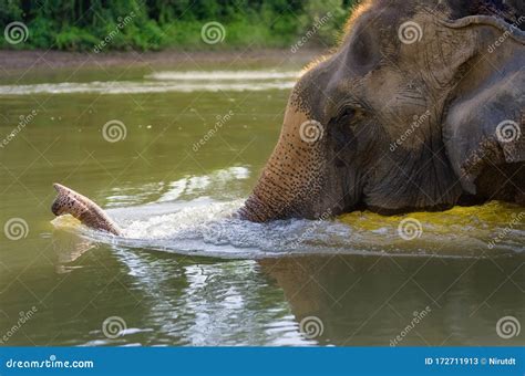 Elephant Swim stock image. Image of body, head, tourism - 172711913