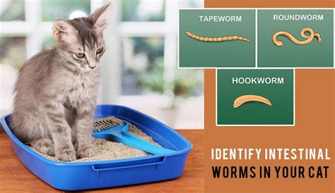 Identify Intestinal Worms In Your Cat | Worms, Cats, Pet health