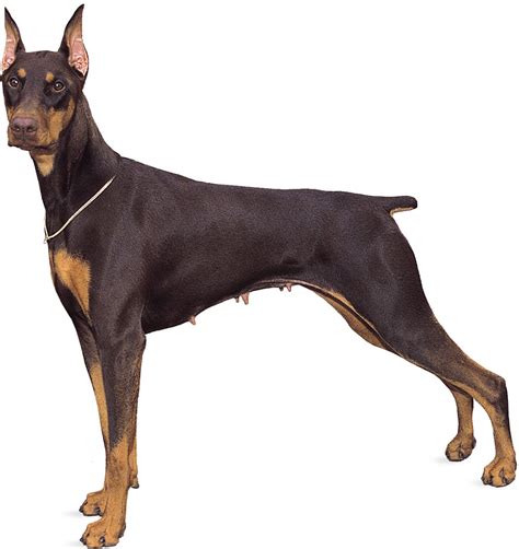 Doberman Pinscher | Temperament & Facts | Britannica