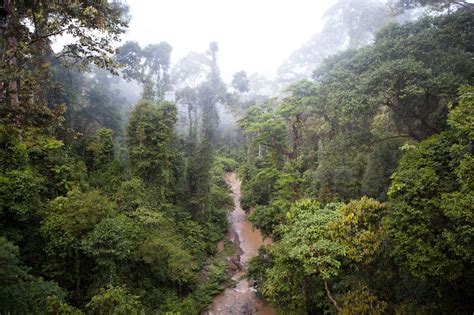 Danum Valley Conservation Area, Sabah, Malaysia – NDI Pictures