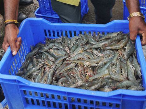 Indian aquaculture shrimp production crosses 5 lakh tonnes