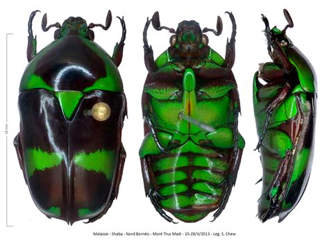 Heterorhina borneensis :: World Cetoniidae