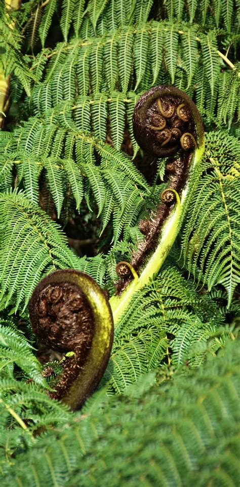 Fern fronds opening in spring - NZ New Caledonia, New Zealand, Fern ...