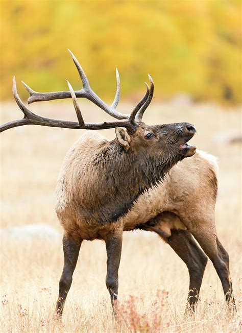 Bull Elk Bugling In The Fall Photograph by Gary Langley