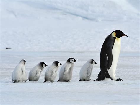 Baby Penguins: Ultimate Guide (with Pictures) | Birdfact