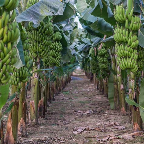 Exotica NZ Plants | Dwarf Cavendish Banana - Exotica NZ Plant Enthusiasts