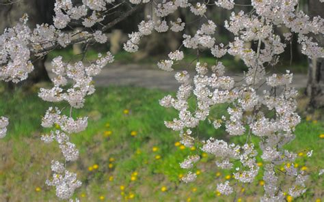 branch, flowers, grass Wallpaper, HD Nature 4K Wallpapers, Images and Background - Wallpapers Den