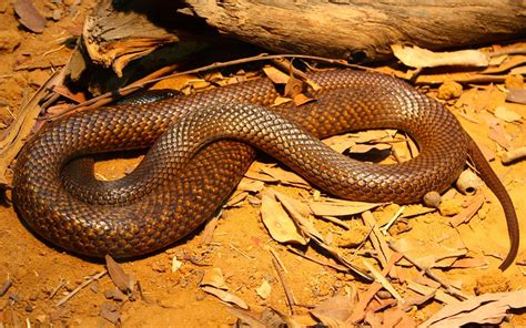 Serpent Australie: TOP 10 des serpents les plus dangereux d'Australie