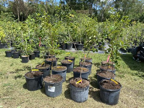 Grafted Persimmon Trees approx 3'-4' feet ((FREE EXPEDITED SHIPPING)) — LOVE Plant Nursery