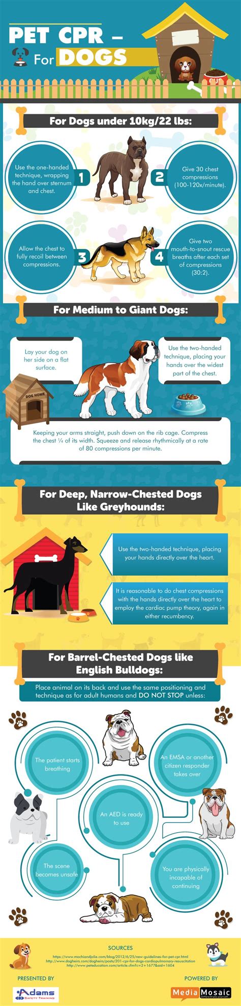 How to Perform CPR for Dogs? - Infographic | Cpr for dogs, Dog ...