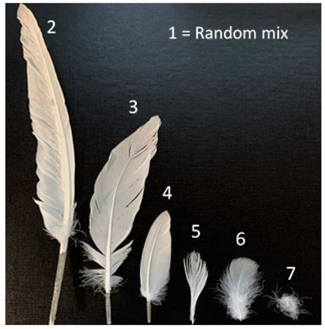 Sustainability | Free Full-Text | Assessment and Characterization of Duck Feathers as Potential ...