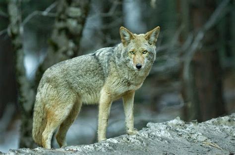 Yosemite National Park Animals | National Park