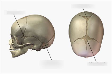 fontanelles Diagram | Quizlet