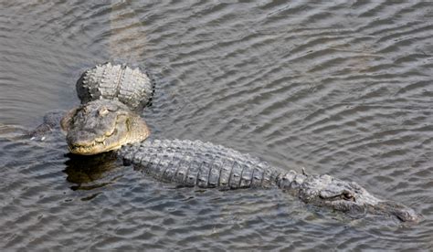 The Jaw-Dropping Behaviors of Alligators at Gatorland Breeding Marsh - What's Happening Florida