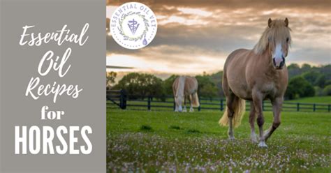 Essential Oil Recipes for Horses | The Essential Oil Vet Learning