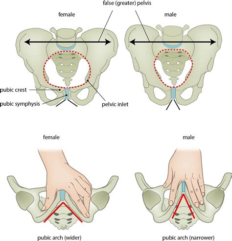 Male Vs Female Pelvis Differences Anatomy Of Skeleton, 55% OFF