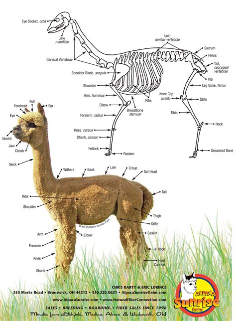 The Anatomy of an Alpaca. Alpaca Sunrise Farm is a full-service Alpaca farm since 1998 • Alpaca ...