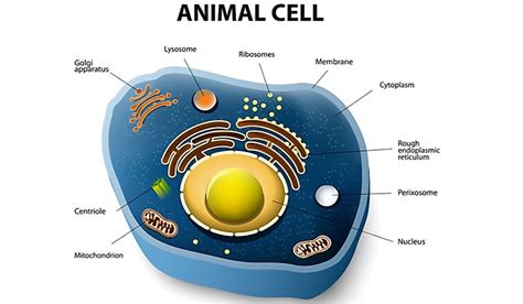 What are the Differences Between Plant Cells and Animal Cells? - WorldAtlas