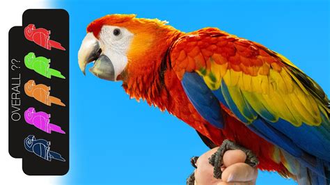 Scarlet Macaw, The Best Pet Parrot? – HousePetsCare.com