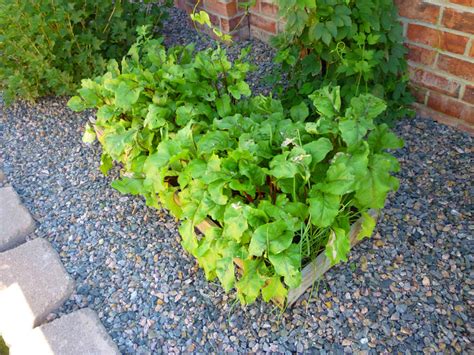 How to Grow Beets in a Container - Dengarden