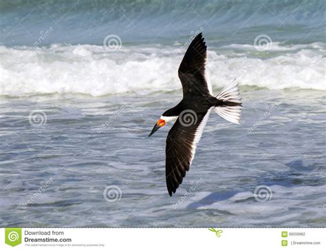 Black Skimmer stock photo. Image of surf, bird, gulf - 66556962